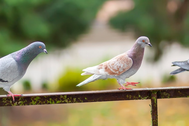 Lustige Taubenvögel auf Balkongeländer im Freien.