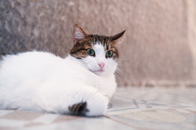 Lustige überraschte Katze mit grünen Augen