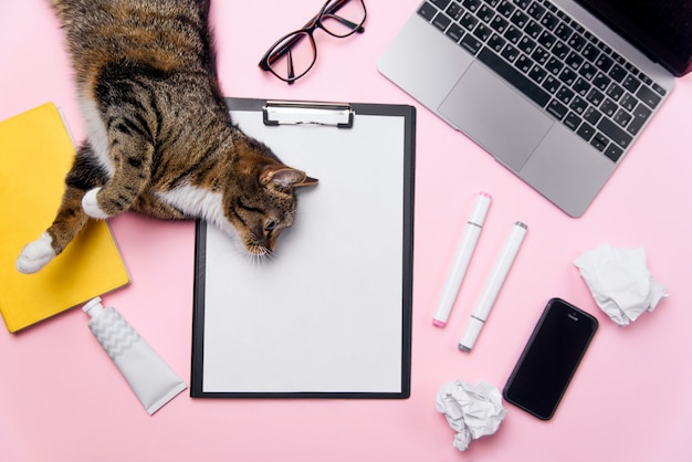 Lustige verspielte Katze, die auf dem Büroschreibtischhintergrund der Frau liegt