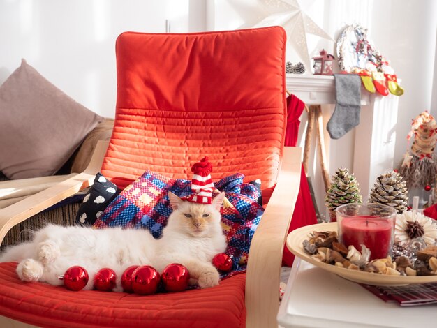 Lustige weiße flauschige Katze in der Weihnachtsmannmütze, die auf dem Schaukelstuhl mit Weihnachtskugeln liegt