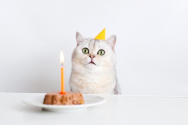 Lustige weiße Katze in einer gelben Papiermütze sitzt an einem weißen Tisch mit einem Katzenkuchen aus der Dose mit einer brennenden ca