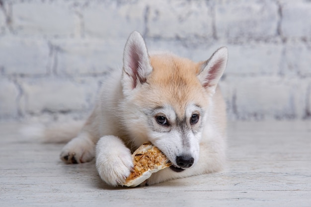 Lustige Welpen-Husky-Rasse der hellen Farbe nagt getrocknetes Schweinefleisch und Rindfleischohren.