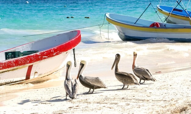 Lustige wilde Pelikane am Strand in der Nähe von Fischerbooten Mexiko Karibikküste