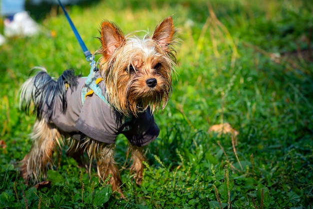 Lustige Yorkshire-Terrier-Nahaufnahme auf einem Hintergrund aus Gras...