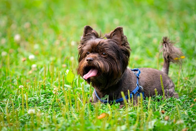Lustige Yorkshire-Terrier-Nahaufnahme auf einem Hintergrund von Gras..