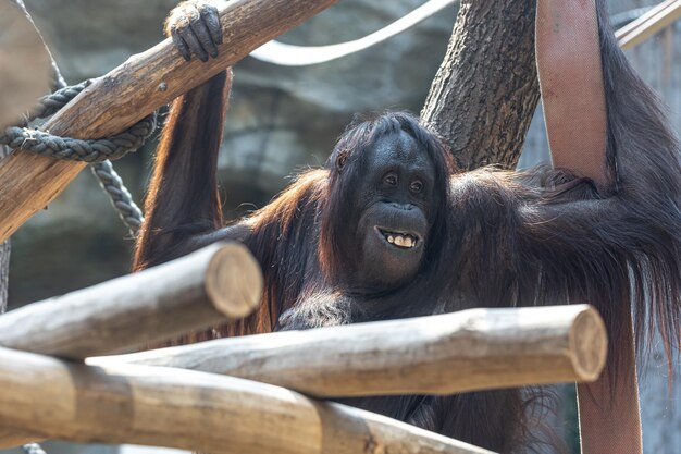 Lustiger Affe mit einem lustigen Lächeln im Zoo