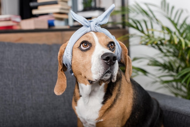 Lustiger Beagle-Hund in grauem Bandana, der zu Hause sitzt
