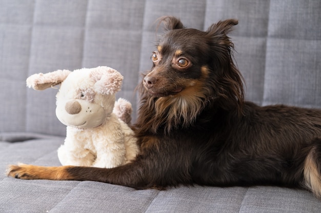 Lustiger brauner russischer Spielzeugterrier, der mit Stofftierhund auf grauer Couch liegt.