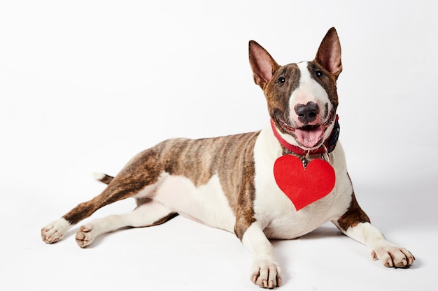 Lustiger Bullterrierhund, der mit rotem Papierherz und rosa Bogen im Valentinstag sitzt.