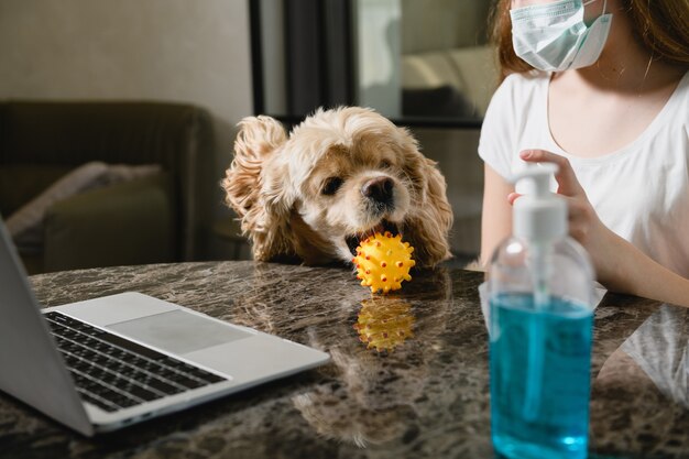 Lustiger Cockerspaniel möchte mit Gummiball spielen, Mädchen desinfizieren es mit Desinfektionsmittel, arbeiten mit Laptop, tragen medizinische Maske in der Isolationsheimzeit