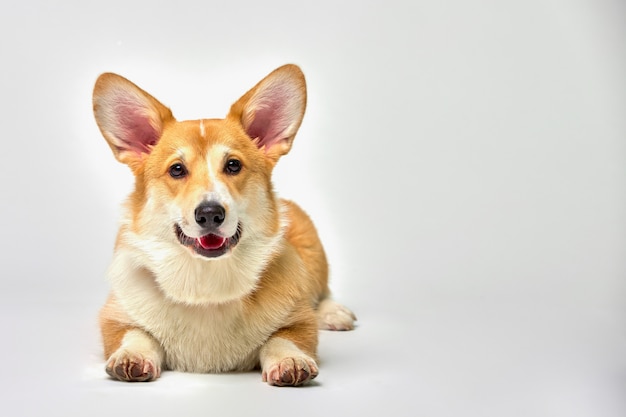 Lustiger Corgi Pembroke im Studio vor einem weißen