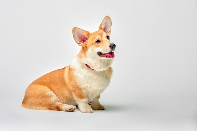 Lustiger Corgipembroke im Studio vor einem weißen Hintergrund