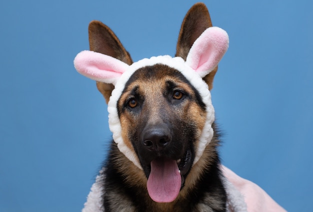 Lustiger deutscher Schäferhund in Hasenohren auf dem Kopf.