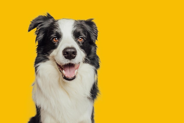 Lustiger emotionaler Hund Süßer Hündchen-Border-Collie mit lustigem Gesicht isoliert auf gelbem Hintergrund Süßer Hund Haustierlebenskonzept