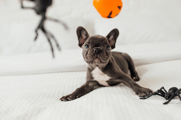 Lustiger entzückender süßer blauer Welpe der französischen Bulldogge mit Spielzeugkürbis Jack und Spinnen an der Halloween-Party