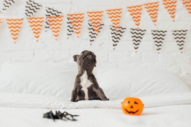 Lustiger entzückender süßer blauer Welpe der französischen Bulldogge mit Spielzeugkürbis Jack und Spinnen an der Halloween-Party