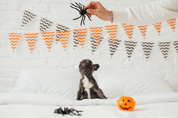 Lustiger entzückender süßer blauer Welpe der französischen Bulldogge mit Spielzeugkürbis Jack und Spinnen an der Halloween-Party