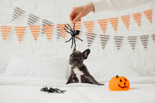 Lustiger entzückender süßer blauer Welpe der französischen Bulldogge mit Spielzeugkürbis Jack und Spinnen an der Halloween-Party