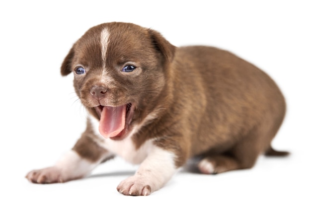 Lustiger gähnender Chihuahua-Welpe auf weißem lokalisiertem Hintergrund. Kleine niedliche weiße braune Hunderasse.