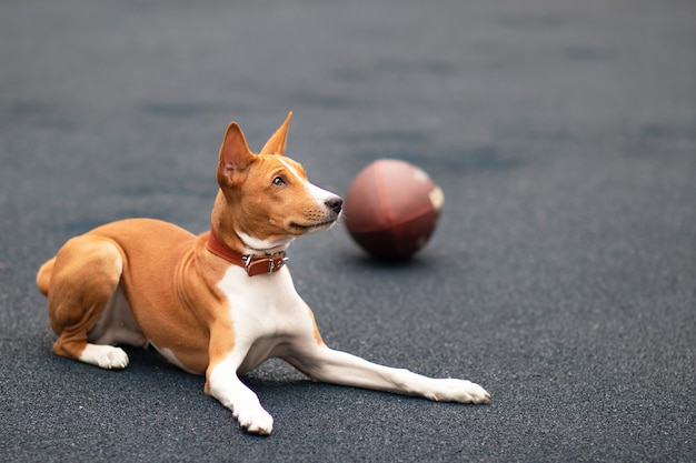 Lustiger glücklicher schöner Hund spielt mit American Football Ball