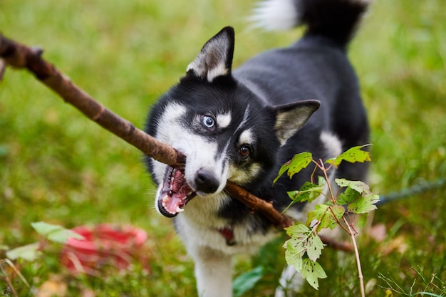 Lustiger glücklicher Siberian Husky-Hund, der Holzstab im Park spielt im Freien hält. Schwarz-weißer Siberian Husky mit Stock im Maul, aktiver Hund, der Spaziergang genießt