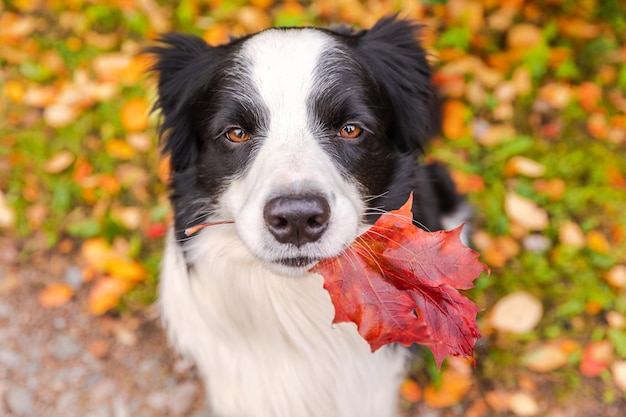 Lustiger Hündchen-Border-Collie mit orangefarbenem Ahorn-Fallblatt im Mund, das auf Parkhintergrund im Freien sitzt Hund schnüffelt Herbstlaub auf Spaziergang Hallo Konzept für kaltes Herbstwetter