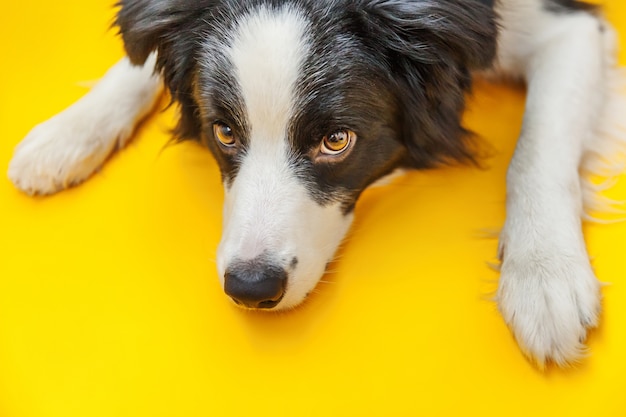 Lustiger Hündchen-Grenzcollie lokalisiert