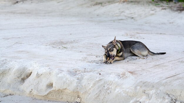 Lustiger Hund am Sandstrand.