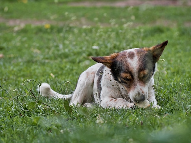 Lustiger Hund auf dem Feld.