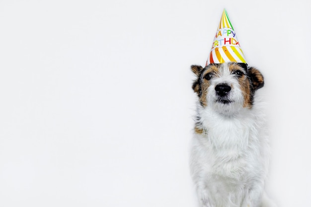 Lustiger Hund auf einem weißen Hintergrund in einer Kappe, alles Gute zum Geburtstag. Haustier auf der Party. Speicherplatz kopieren