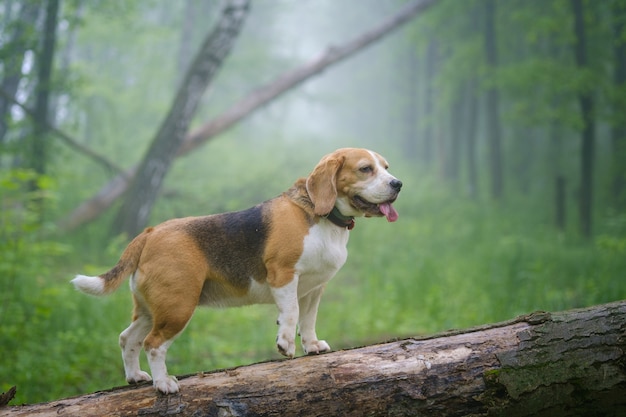 Lustiger Hund Beagle auf einem Spaziergang in einem Sommerpark am Morgen in einem dichten Nebel