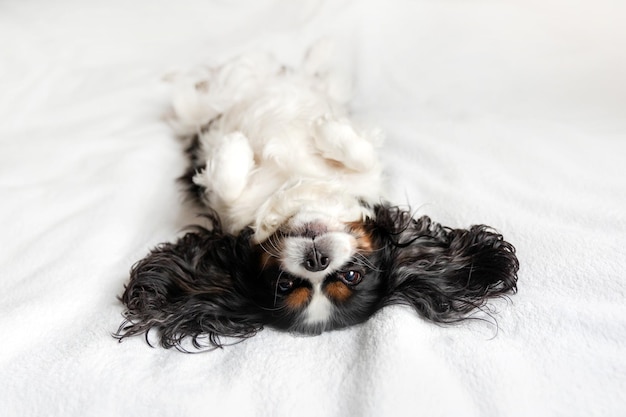 Lustiger Hund Cavalier Spaniel, der sich mit dem Bauch nach oben auf dem Bett entspannt