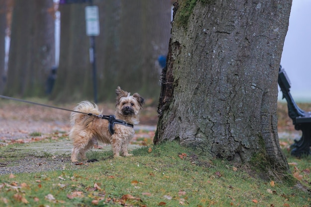 Lustiger Hund, der die Kamera im Park anschaut