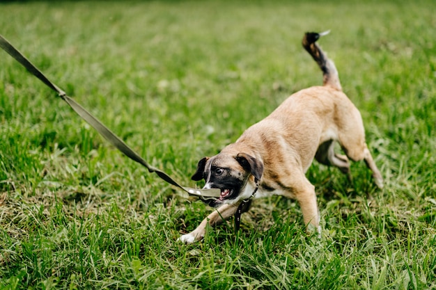 Lustiger Hund, der draußen spielt