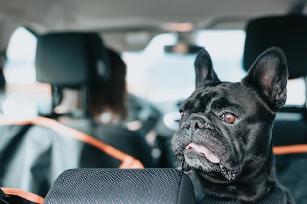 Lustiger Hund der französischen Bulldogge, der auf das Auto wartet, das zu einem Spaziergang bereit ist, Porträtbild Pet-Konzept Kümmert sich um den besten Freund des Mannes Frau, die seinen Hund an einem sonnigen Tag zu einem Spaziergang mitnimmt Lustige Hunderasse