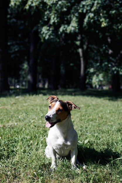 Lustiger Hund, der im Park sitzt