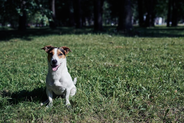 Lustiger Hund, der im Park sitzt