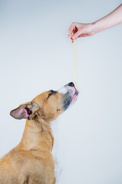 Lustiger hund, der isolationsschlauch mit geschlossenen augen genießt. einem staffordshire-terrier-hund menschliches essen (nudeln) als belohnung geben