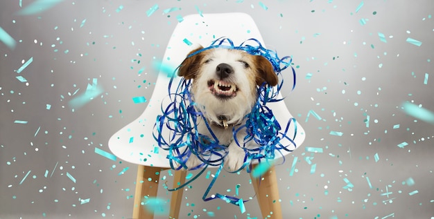 lustiger Hund, der Zähne mit den blauen Serpentinen lächelt und zeigt und Geburtstag, Karneval oder neues Jahr feiert, die auf einem skandinavischen Stuhl sitzen.