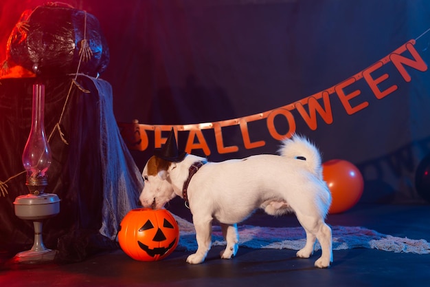 Lustiger Hund des Halloween-Feierkonzepts, der vom Halloween-Kürbis isst