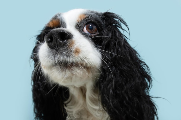 Lustiger hund ekel verleugnung meinungsverschiedenheit gesicht nahaufnahme cavalier charles king spaniel isoliert auf blauem pastellfarbenem hintergrund