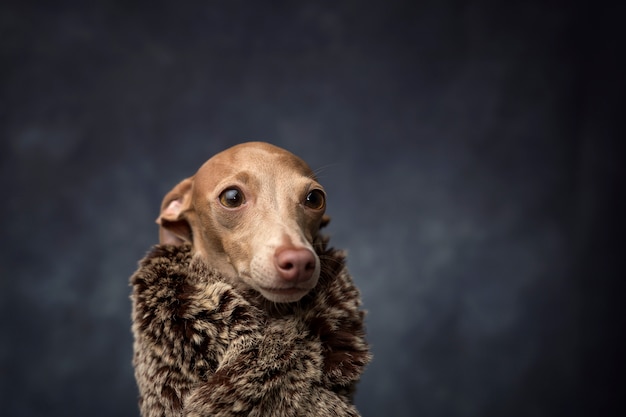 Lustiger Hund gekleidet als Zaubererkönig. Weihnachten