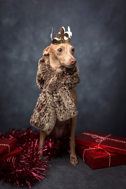 Lustiger Hund gekleidet als Zaubererkönig. Weihnachten