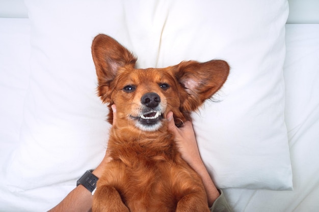 Lustiger Hund im Bett glücklicher lächelnder Dackel, der auf weißem Kissen liegt