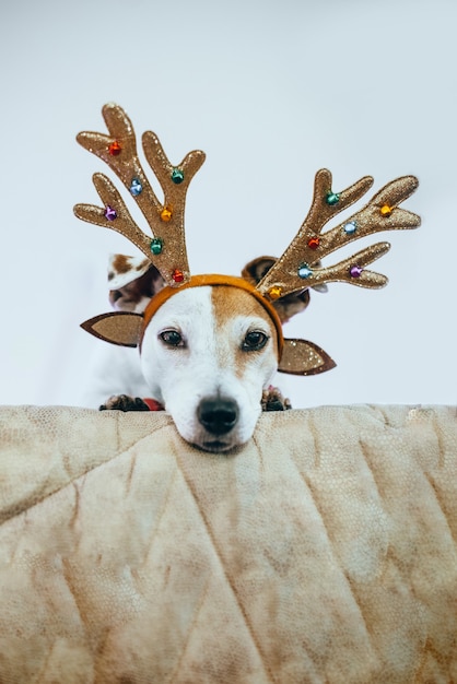 Lustiger Hund Jack Russell in einem Hirschkostüm mit glänzendem Geweih, das sich auf den Urlaub vorbereitet