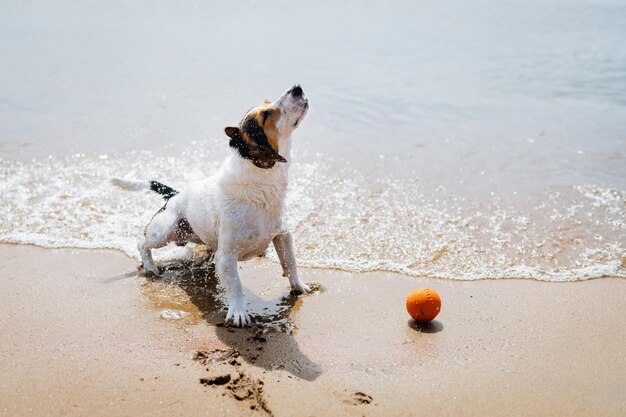 Lustiger Hund Jack Russell Terrier aus dem Wasser und schüttelt sich an einem Sandstrand