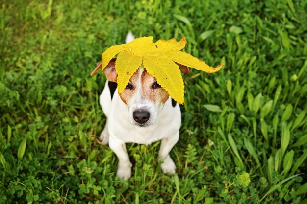 Lustiger Hund mit Blatt des großen gelben Ahorns auf Kopf