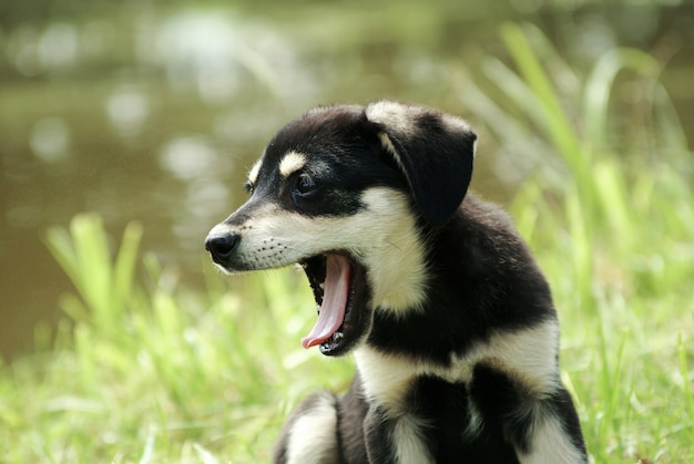 Lustiger Hund mit offenem Mund