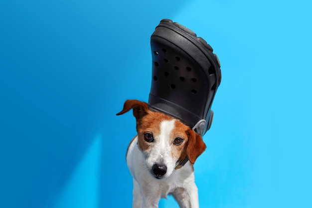 Lustiger Hund mit Pantoffel auf blauem Hintergrund des Kopfes