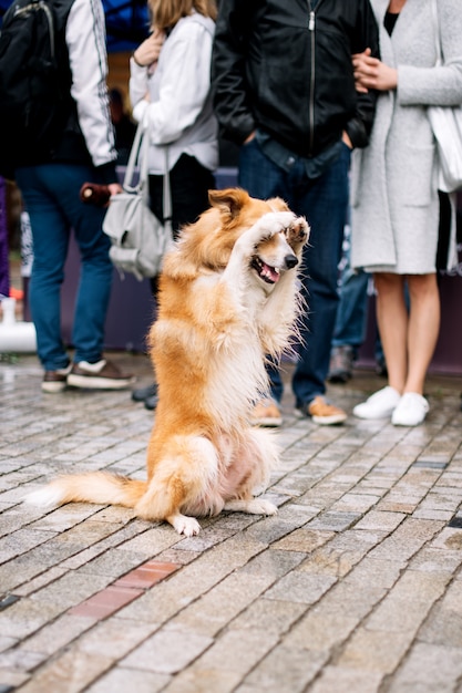 Lustiger Hund schließt sein Gesicht mit Pfoten